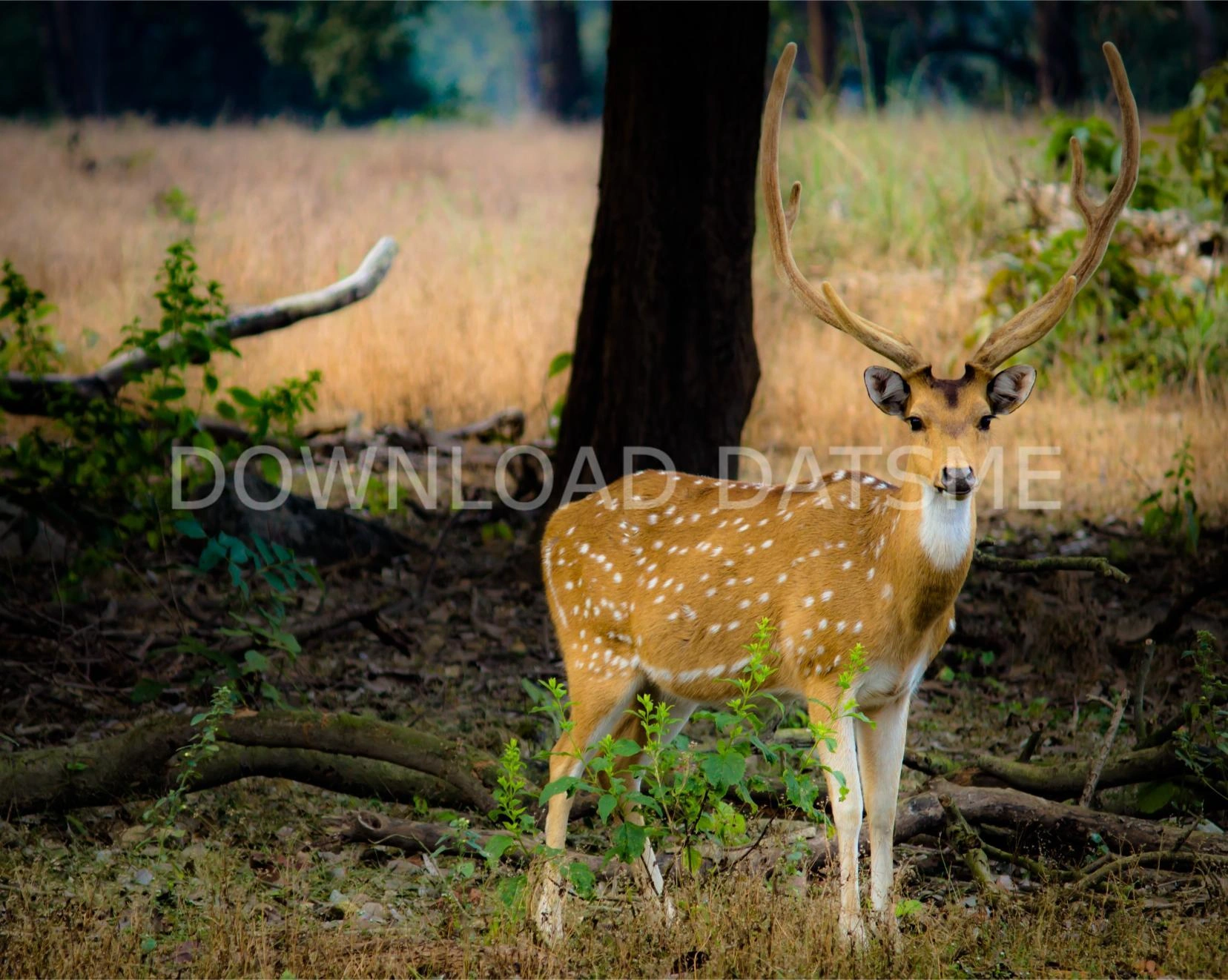 Find Friends in Damoh, Madhya Pradesh based on your bonding style